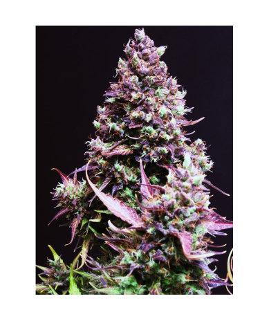 Semillas Auto Cream Caramel autoflorecientes de Sweet Seed