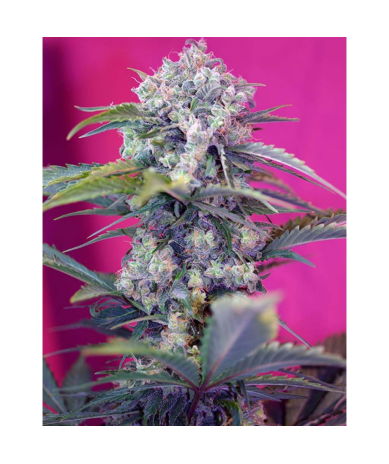 Semillas Auto Cream Mandarine autoflorecientes de Sweet Seed