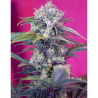 Semillas Auto Cream Mandarine autoflorecientes de Sweet Seed