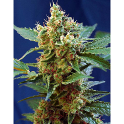 Semillas Auto Cream Mandarine XL autoflorecientes de Sweet Seed