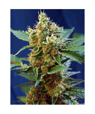 Semillas Auto Cream Mandarine XL autoflorecientes de Sweet Seed