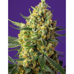 Semillas Auto Crystal Candy XL autoflorecientes de Sweet Seed