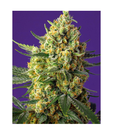 Semillas Auto Crystal Candy XL autoflorecientes de Sweet Seed