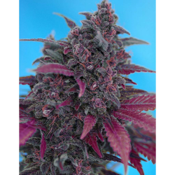 Semillas Auto Dark Devil autoflorecientes de Sweet Seed