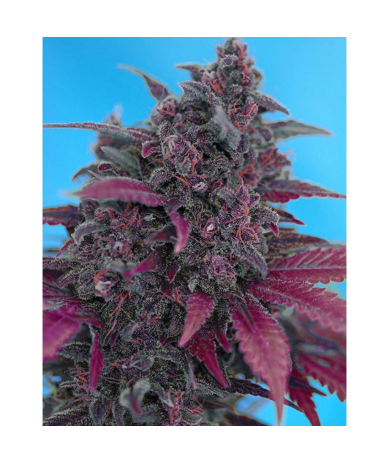 Semillas Auto Dark Devil autoflorecientes de Sweet Seed