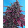 Semillas Auto Dark Devil autoflorecientes de Sweet Seed