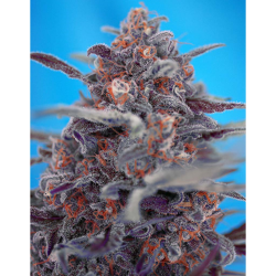 Semillas Auto Devil Cream autoflorecientes de Sweet Seed
