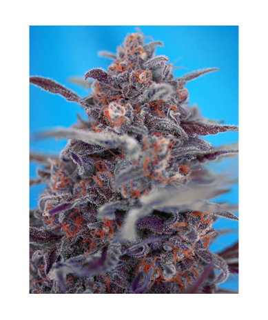 Semillas Auto Devil Cream autoflorecientes de Sweet Seed