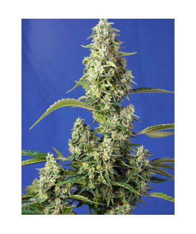 Semillas Auto Gorilla Girl XL autoflorecientes de Sweet Seed