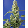 Semillas Auto Gorilla Girl XL autoflorecientes de Sweet Seed
