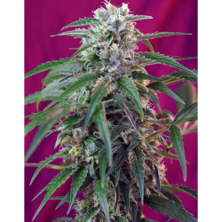 Semillas Auto Green Poison autoflorecientes de Sweet Seed