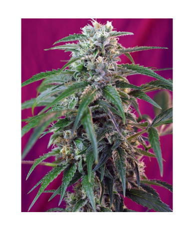 Semillas Auto Green Poison autoflorecientes de Sweet Seed