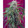 Semillas Auto Green Poison autoflorecientes de Sweet Seed