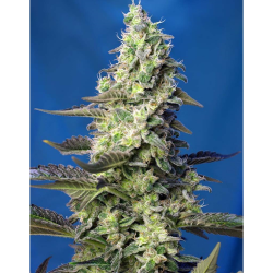Semillas Auto Green Poison XL autoflorecientes de Sweet Seed