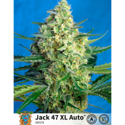 Semillas Auto Jack 47 XL autoflorecientes de Sweet Seed