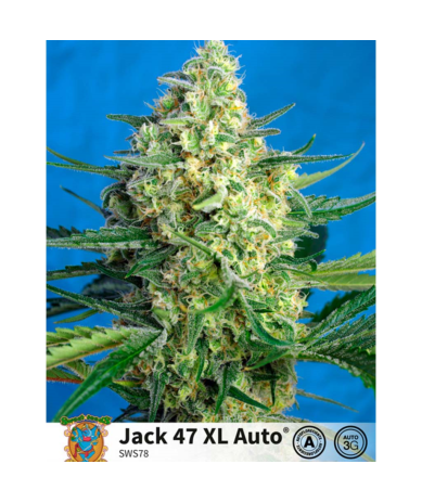Semillas Auto Jack 47 XL autoflorecientes de Sweet Seed