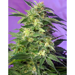 Semillas Auto Killer Kush autoflorecientes de Sweet Seed