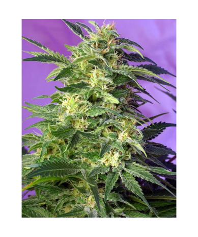 Semillas Auto Killer Kush autoflorecientes de Sweet Seed