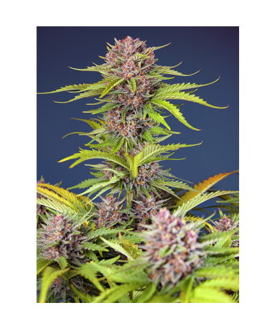 Semillas Auto Mimosa Bruce Banner XL autoflorecientes de Sweet Seed