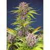 Semillas Auto Mimosa Bruce Banner XL autoflorecientes de Sweet Seed