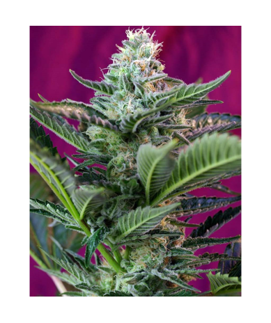 Semillas Auto Mohan Ram autoflorecientes de Sweet Seed