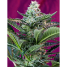 Semillas Auto Mohan Ram autoflorecientes de Sweet Seed