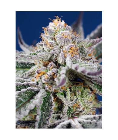 Semillas Auto Orange Apricot Glue XL autoflorecientes de Sweet Seed