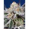 Semillas Auto Orange Apricot Glue XL autoflorecientes de Sweet Seed