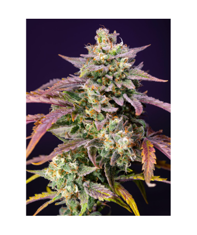 Semillas Auto Purple Punch OG XL autoflorecientes de Sweet Seed