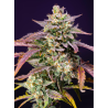 Semillas Auto Purple Punch OG XL autoflorecientes de Sweet Seed