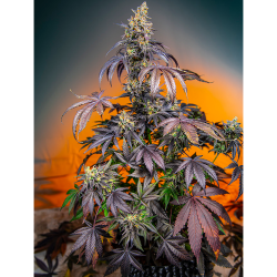 Semillas Auto Red Gorilla Girl XL autoflorecientes de Sweet Seed