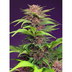 Semillas Auto Red Mimosa XL autoflorecientes de Sweet Seed