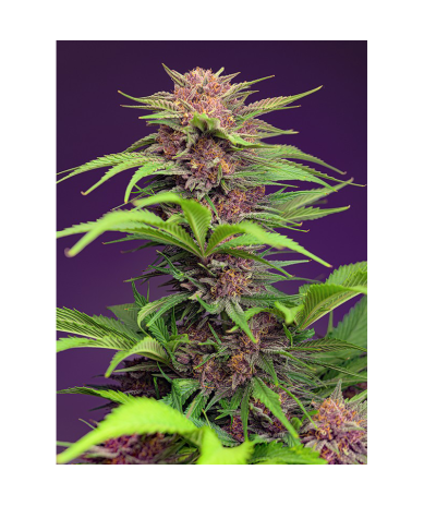 Semillas Auto Red Mimosa XL autoflorecientes de Sweet Seed