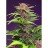Semillas Auto Red Mimosa XL autoflorecientes de Sweet Seed