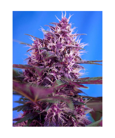 Semillas Auto Red Poison autoflorecientes de Sweet Seed