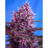 Semillas Auto Red Poison autoflorecientes de Sweet Seed