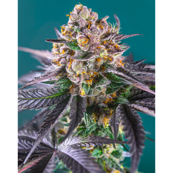 Semillas Auto Red Strawberry Banana autoflorecientes de Sweet Seed