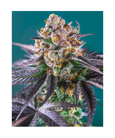 Semillas Auto Red Strawberry Banana autoflorecientes de Sweet Seed