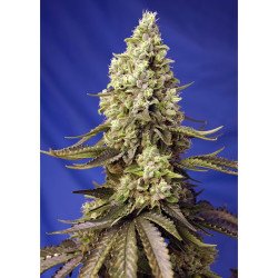 Semillas Auto Runtz XL autoflorecientes de Sweet Seed