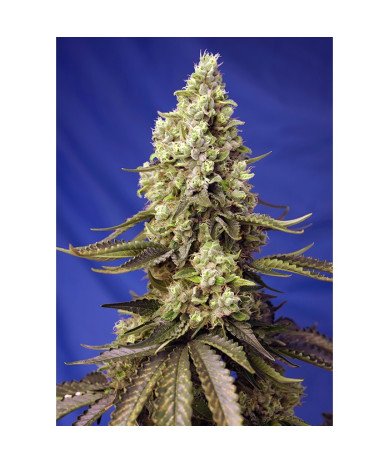 Semillas Auto Runtz XL autoflorecientes de Sweet Seed
