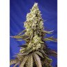 Semillas Auto Runtz XL autoflorecientes de Sweet Seed