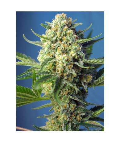 Semillas Auto S.A.D autoflorecientes de Sweet Seed