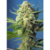Semillas Auto S.A.D autoflorecientes de Sweet Seed
