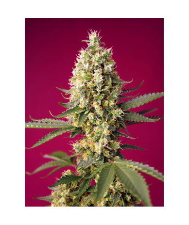 Semillas Auto Skywalker OG Runtz XL autoflorecientes de Sweet Seed