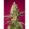 Semillas Auto Skywalker OG Runtz XL autoflorecientes de Sweet Seed