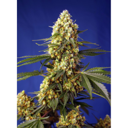 Semillas Auto Strawberry Banana Gelato XL autoflorecientes de Sweet Seed