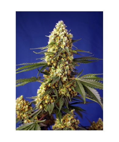 Semillas Auto Strawberry Banana Gelato XL autoflorecientes de Sweet Seed