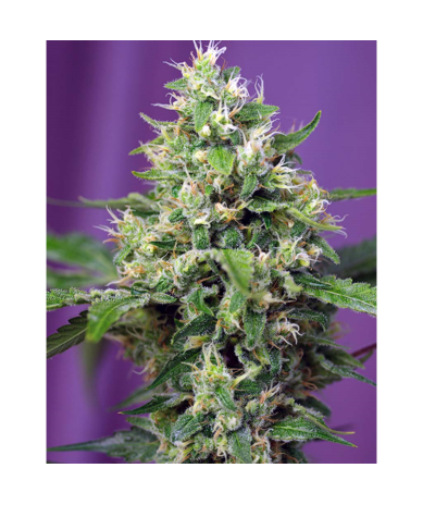 Semillas Auto Sweet Amnesia Haze XL autoflorecientes de Sweet Seed