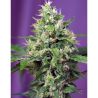 Semillas Auto Sweet Amnesia Haze XL autoflorecientes de Sweet Seed