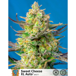 Semillas Auto Sweet Cheese XL autoflorecientes de Sweet Seed